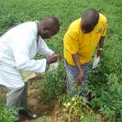 Scientist and farmer gather tomato examples from farm field in Nigeria.