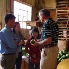 Researchers in packing shed discuss postharvest practices of papaya.