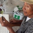 Farmer holds up a newly grafted vegetable seedling