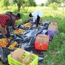 Sorting and grading of harvested tomatoes in Kajiado County.