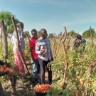 Developing innovative horticulture technologies for small-scale women farmers in Uganda