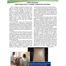 Horticulture CRSP Newsletter Project Highlight: Sweet potato flour: a "golden" opportunity for Ghana