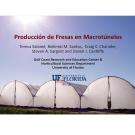 Producción de fresas en macrotúneles title slide