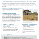 Cultivo de hortalizas con la agricultura de conservación - Spanish fact sheet
