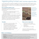 Technology fact sheet: Vegetable grafting