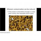 Aflatoxin contamination can be reduced - image of dried corn in storage - from DryCard video