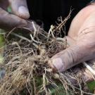 Close-up on hands holding potato roots with cyst nematode visible, from a field in Guatemala 