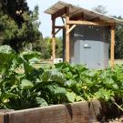 Photo of raised bed with lots of healthy vegetables growing, CoolBot chamber in the background.
