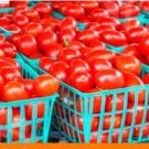 Fresh tomatoes, properly kept in a cold storage facility
