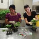 Four graduate students sit at a lab bench with gloves on, handling tomato plants