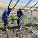 Two researchers move seedlings under floating cover