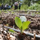 Close-up of vegetable seedling planted in mulch next to irrigation tube, in agriculture field, with group of people in background