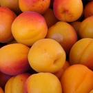 Many apricots
