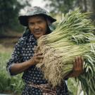 Farmer carrying bundles of freshly harvested vegetables from his field in Cambodia